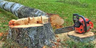 Trusted Sheridan, CA Tree Care Experts