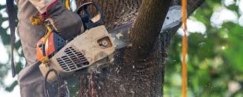 Best Pest Control for Lawns  in Sheridan, CA