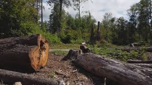 Best Commercial Tree Services  in Sheridan, CA