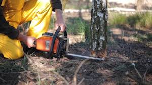 Best Tree Health Inspection  in Sheridan, CA