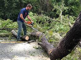 Best Firewood Processing and Delivery  in Sheridan, CA