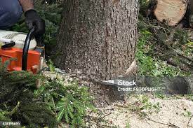 Tree and Shrub Care in Sheridan, CA