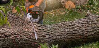 Best Weed Control  in Sheridan, CA