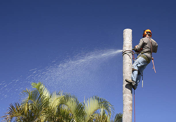 Best Tree Risk Assessment  in Sheridan, CA