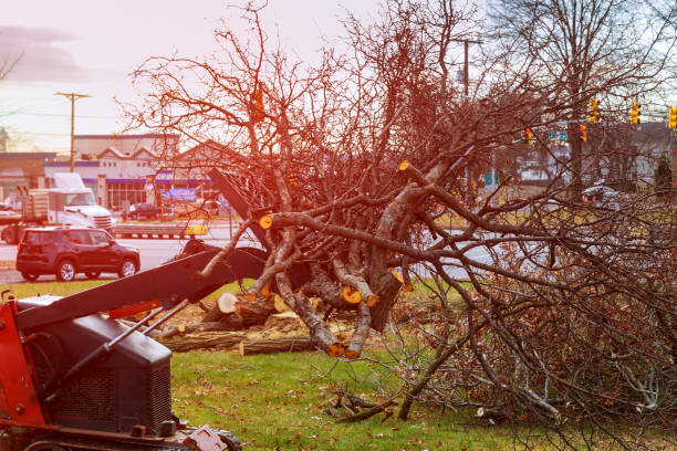 Best Fruit Tree Pruning  in Sheridan, CA