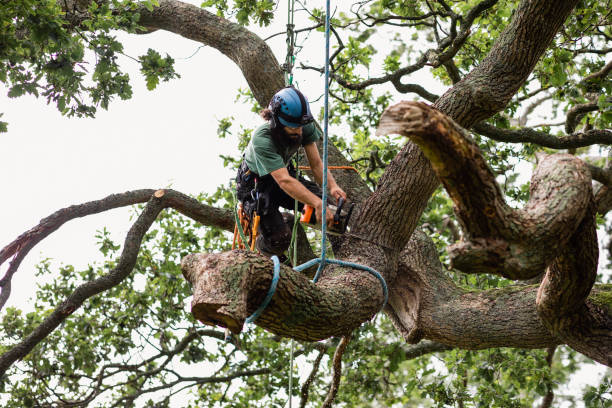 Best Palm Tree Trimming  in Sheridan, CA