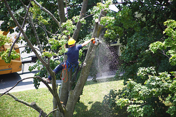 Pest Control for Lawns in Sheridan, CA